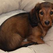 Dværggravhund Holger