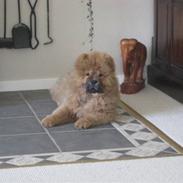 Chow chow Shantie