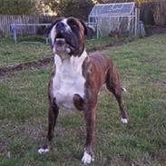 Blanding af racer Chiwas