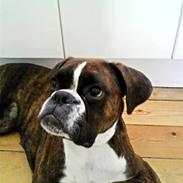 Boxer Shila 