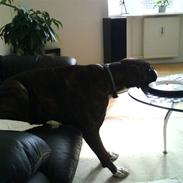 Boxer Shila 