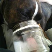 Boxer Shila 