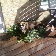 Boxer Shila 