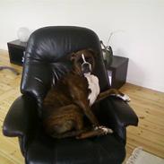 Boxer Shila 