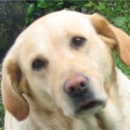 Labrador retriever Ronja
