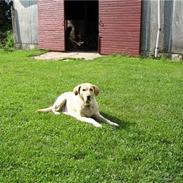 Labrador retriever Ronja