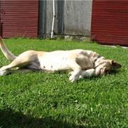 Labrador retriever Ronja 