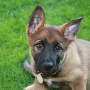 Schæferhund Pri-Wat Aica