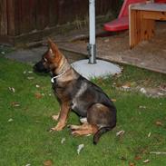 Schæferhund Pri-Wat Aica