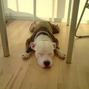Amerikansk staffordshire terrier Tiger