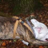 Amerikansk staffordshire terrier Tiger