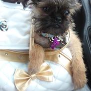 Griffon bruxellois Molly