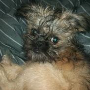 Griffon bruxellois Molly