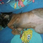 Griffon bruxellois Molly