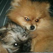 Griffon bruxellois Molly