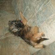 Griffon bruxellois Molly