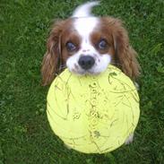 Cavalier king charles spaniel Mikki