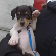 Dansk svensk gaardhund Pjevs