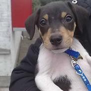 Dansk svensk gaardhund Pjevs