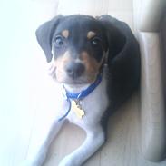 Dansk svensk gaardhund Pjevs