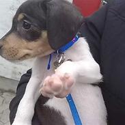 Dansk svensk gaardhund Pjevs