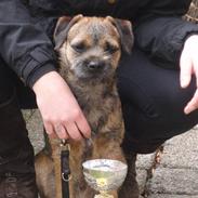 Border terrier Lutra´s Glenlivet (Coppi)