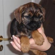 Border terrier Lutra´s Glenlivet (Coppi)