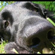 Flat coated retriever Oscar