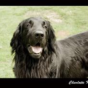 Flat coated retriever Oscar