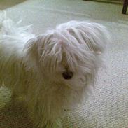 Coton de tulear Coco