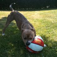 Amerikansk bulldog Min smukke Buddha <3 RIP vaps 