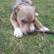 Amerikansk bulldog Min smukke Buddha <3 RIP vaps 