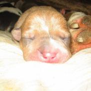 Amerikansk bulldog Min smukke Buddha <3 RIP vaps 