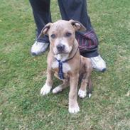 Amerikansk bulldog Min smukke Buddha <3 RIP vaps 