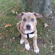 Amerikansk bulldog Min smukke Buddha <3 RIP vaps 