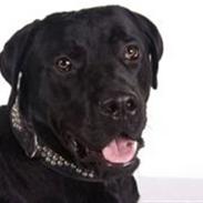 Blanding af racer paw