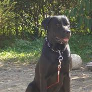 Blanding af racer paw