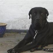 Blanding af racer paw