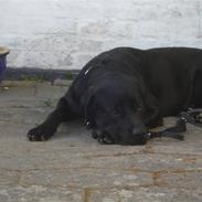 Blanding af racer paw