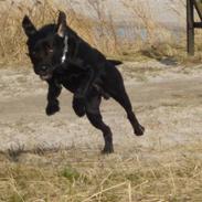 Blanding af racer paw