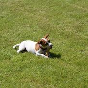 Jack russell terrier Molly