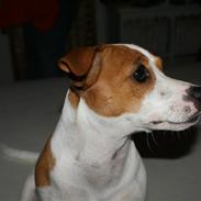 Jack russell terrier Molly