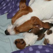 Jack russell terrier Molly