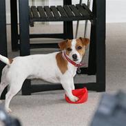 Jack russell terrier Molly