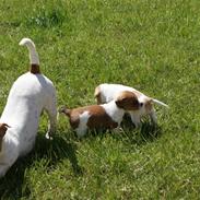 Jack russell terrier Molly