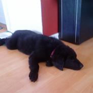 Flat coated retriever Misha