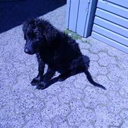 Flat coated retriever Misha