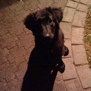 Flat coated retriever Misha