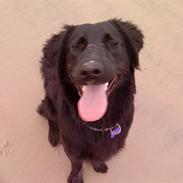 Flat coated retriever Misha