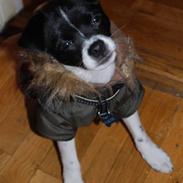 Blanding af racer Valde